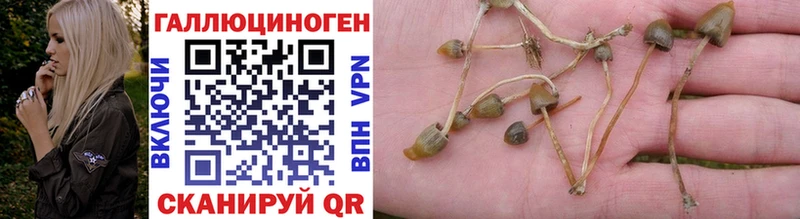 blacksprut   купить закладку  Пошехонье  Псилоцибиновые грибы Cubensis 